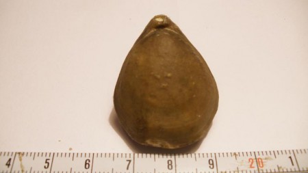 Terebratula perovalis :: Braquiopodos