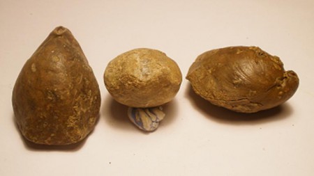Loboidothyris perovalis :: Braquiopodos